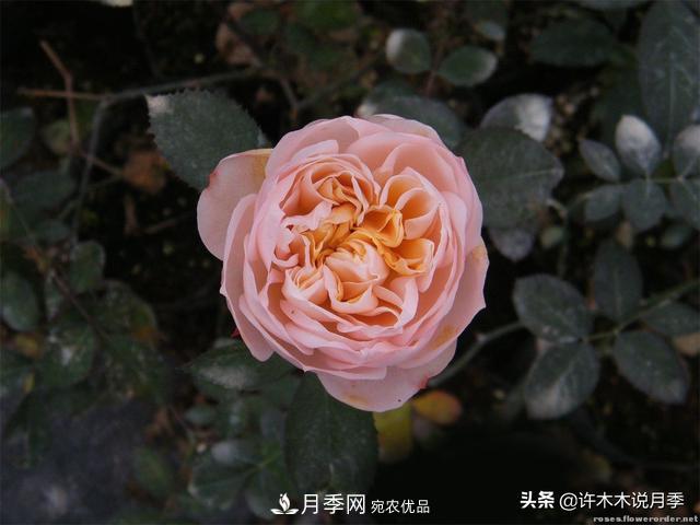 25款純正中國月季，不比外國差，今有國月更比歐月俏(圖6)