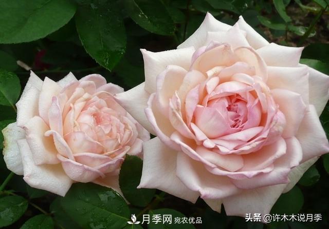 25款純正中國月季，不比外國差，今有國月更比歐月俏(圖8)