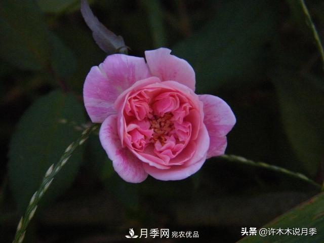 25款純正中國月季，不比外國差，今有國月更比歐月俏(圖10)