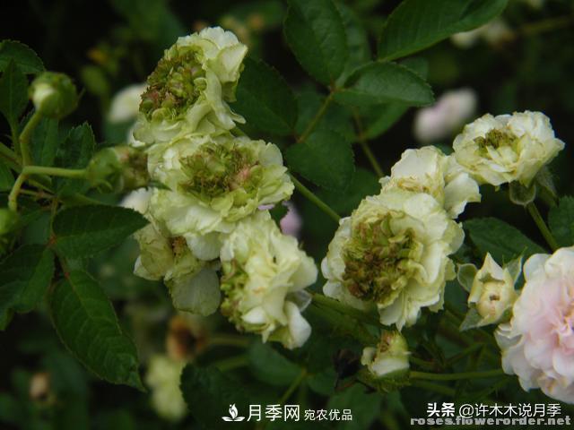 25款純正中國月季，不比外國差，今有國月更比歐月俏(圖14)