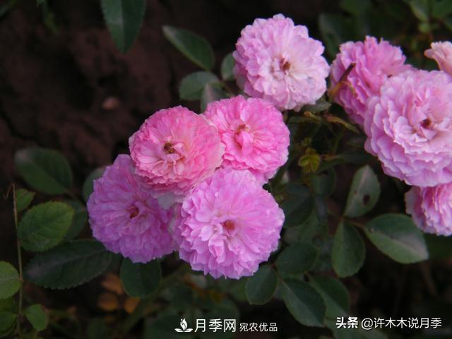 25款純正中國月季，不比外國差，今有國月更比歐月俏(圖15)
