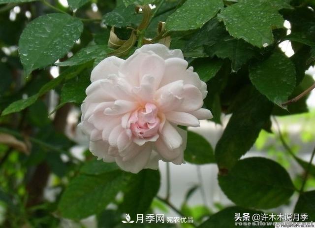 25款純正中國月季，不比外國差，今有國月更比歐月俏(圖9)