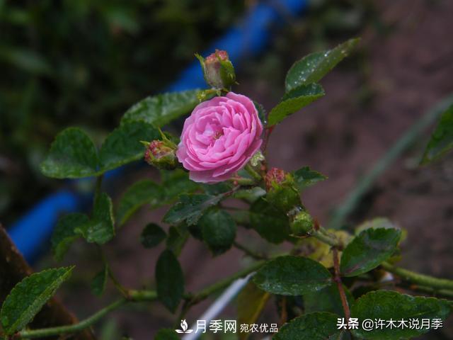 25款純正中國月季，不比外國差，今有國月更比歐月俏(圖12)