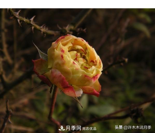 25款純正中國月季，不比外國差，今有國月更比歐月俏(圖18)