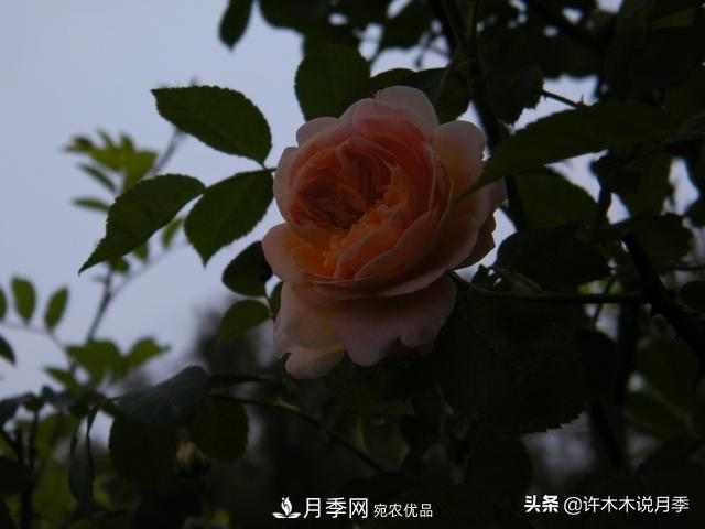 25款純正中國月季，不比外國差，今有國月更比歐月俏(圖21)