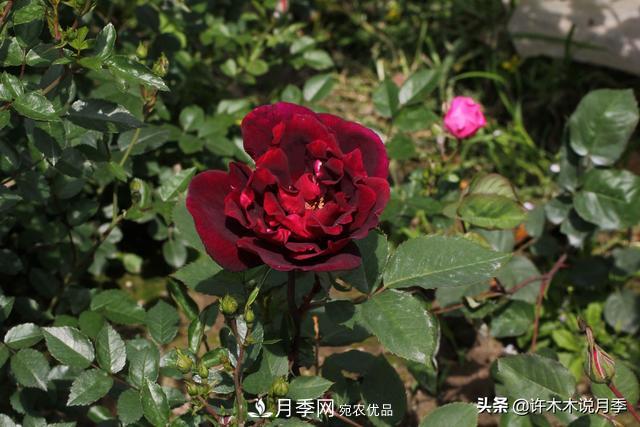 25款純正中國月季，不比外國差，今有國月更比歐月俏(圖17)