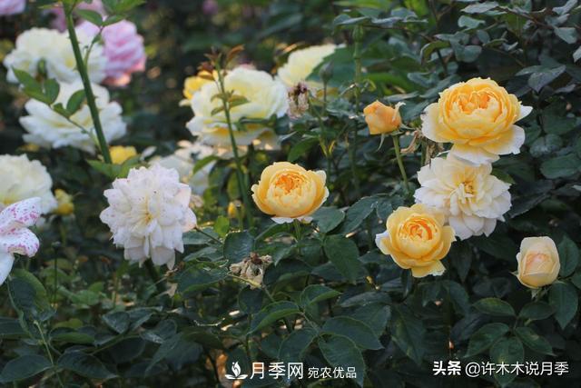 25款純正中國月季，不比外國差，今有國月更比歐月俏(圖19)