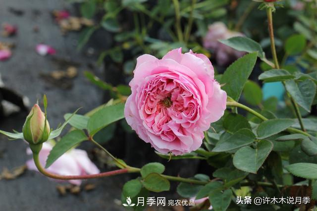 25款純正中國月季，不比外國差，今有國月更比歐月俏(圖16)