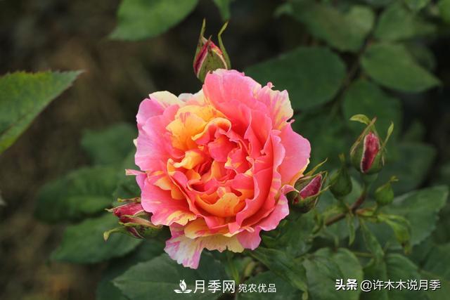 25款純正中國月季，不比外國差，今有國月更比歐月俏(圖20)