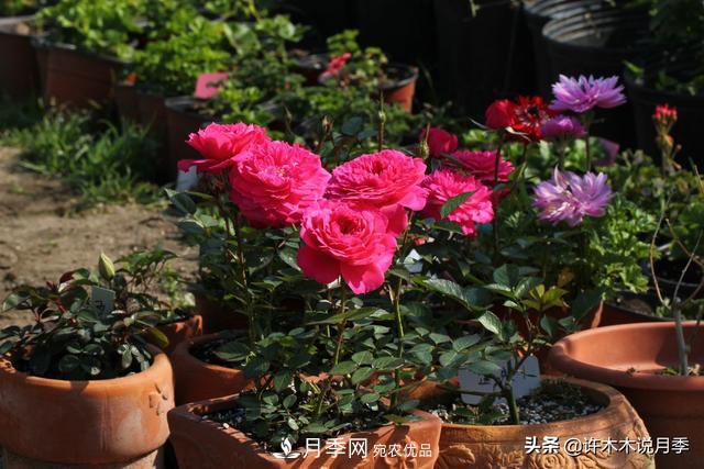 25款純正中國月季，不比外國差，今有國月更比歐月俏(圖25)