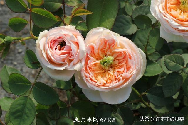 25款純正中國月季，不比外國差，今有國月更比歐月俏(圖23)