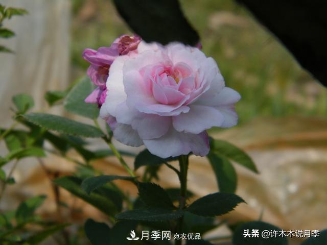 25款純正中國月季，不比外國差，今有國月更比歐月俏(圖22)