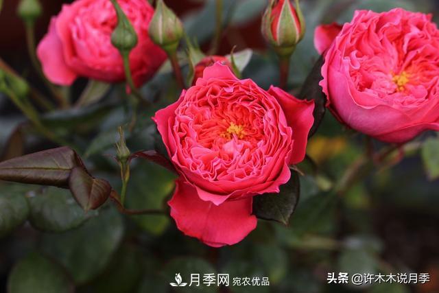 25款純正中國月季，不比外國差，今有國月更比歐月俏(圖24)