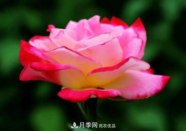 四川成都“高顏值”大花月季上街啦！(圖3)