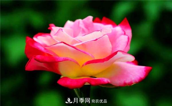 立秋以后，養(yǎng)月季記住3個(gè)“口訣”再迎綻放期(圖2)