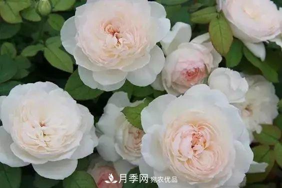 你種過(guò)***香的月季是什么香味？十款強(qiáng)香月季(圖1)
