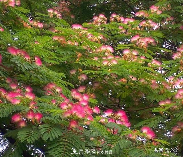 什么樣的觀賞樹種發(fā)展行情更好？(圖2)