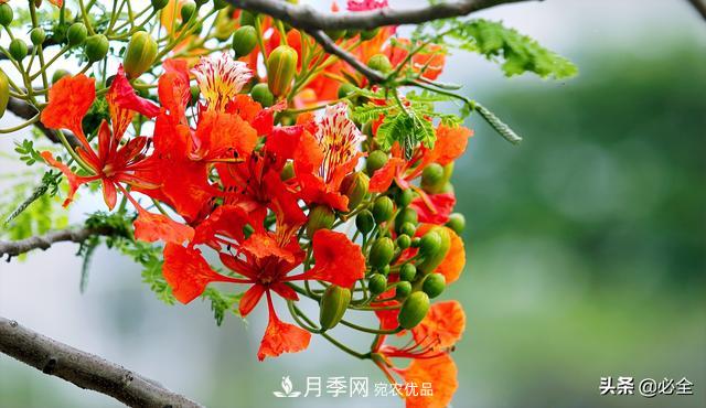什么樣的觀賞樹種發(fā)展行情更好？(圖3)
