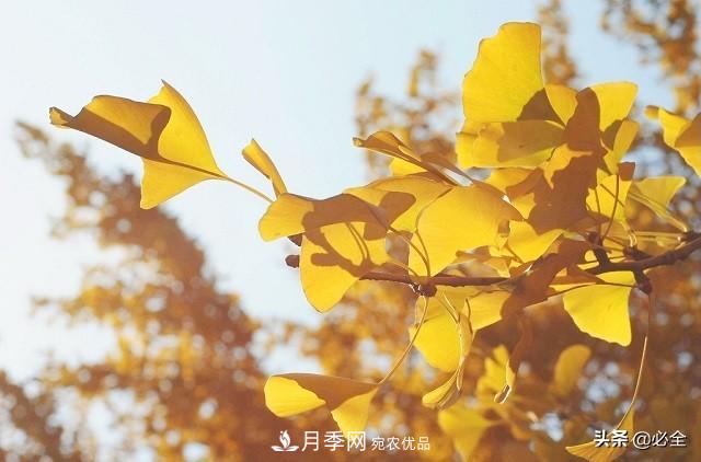 什么樣的觀賞樹種發(fā)展行情更好？(圖1)