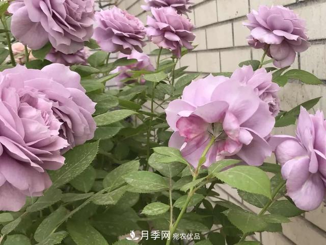 這5款不翻車的月季，誰(shuí)養(yǎng)誰(shuí)知道！附爆盆養(yǎng)護(hù)指南(圖1)