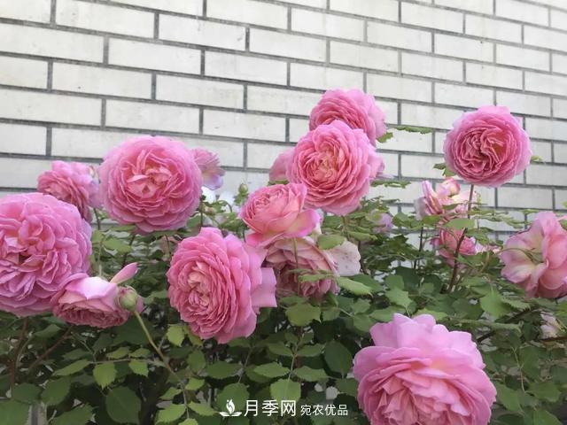 這5款不翻車的月季，誰(shuí)養(yǎng)誰(shuí)知道！附爆盆養(yǎng)護(hù)指南(圖3)