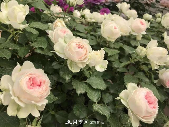 這5款不翻車的月季，誰(shuí)養(yǎng)誰(shuí)知道！附爆盆養(yǎng)護(hù)指南(圖2)