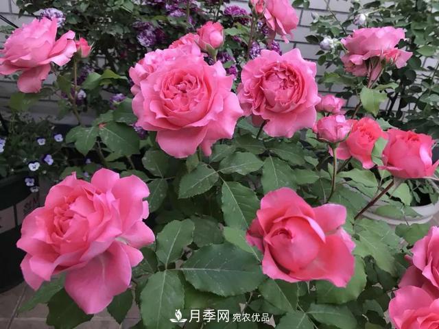 這5款不翻車的月季，誰(shuí)養(yǎng)誰(shuí)知道！附爆盆養(yǎng)護(hù)指南(圖4)