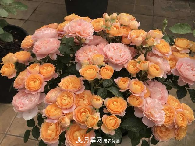 這5款不翻車的月季，誰(shuí)養(yǎng)誰(shuí)知道！附爆盆養(yǎng)護(hù)指南(圖5)