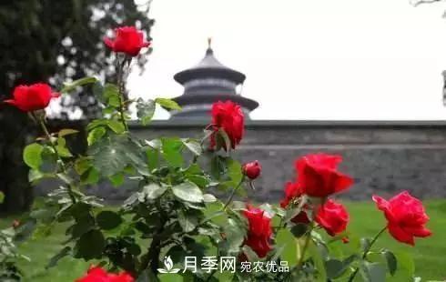 她潛心研究月季，帶領(lǐng)中國月季走向世界，被稱為“月季夫人”(圖5)