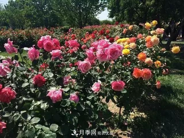 她潛心研究月季，帶領(lǐng)中國月季走向世界，被稱為“月季夫人”(圖6)
