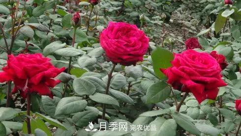 她潛心研究月季，帶領(lǐng)中國月季走向世界，被稱為“月季夫人”(圖8)