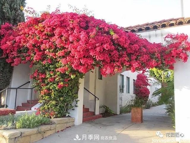 八月月季花卉養(yǎng)護(hù)，園丁的打理事宜(圖5)