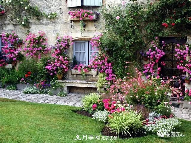 八月月季花卉養(yǎng)護(hù)，園丁的打理事宜(圖2)