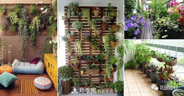 八月月季花卉養(yǎng)護(hù)，園丁的打理事宜(圖3)