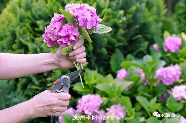 八月月季花卉養(yǎng)護(hù)，園丁的打理事宜(圖7)