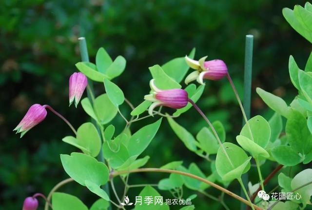 八月月季花卉養(yǎng)護(hù)，園丁的打理事宜(圖8)