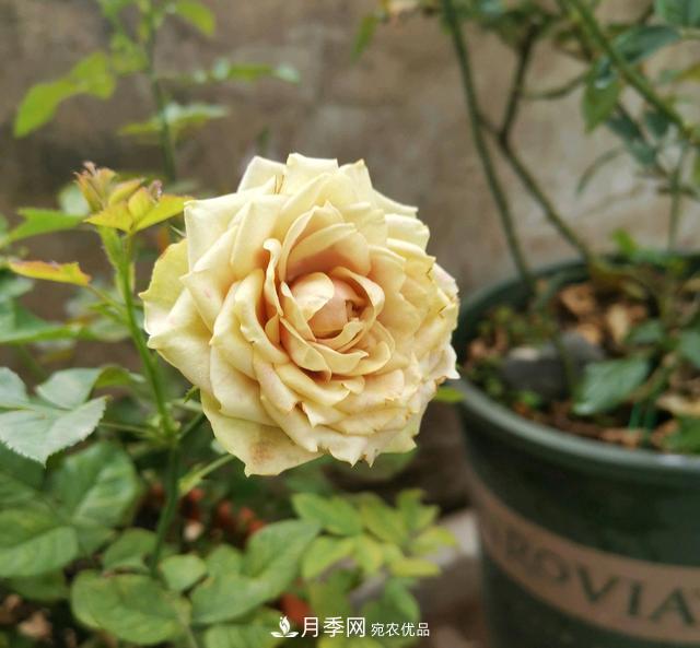 月季橫拉一個月了，就是不出粗筍，怎么辦？(圖1)