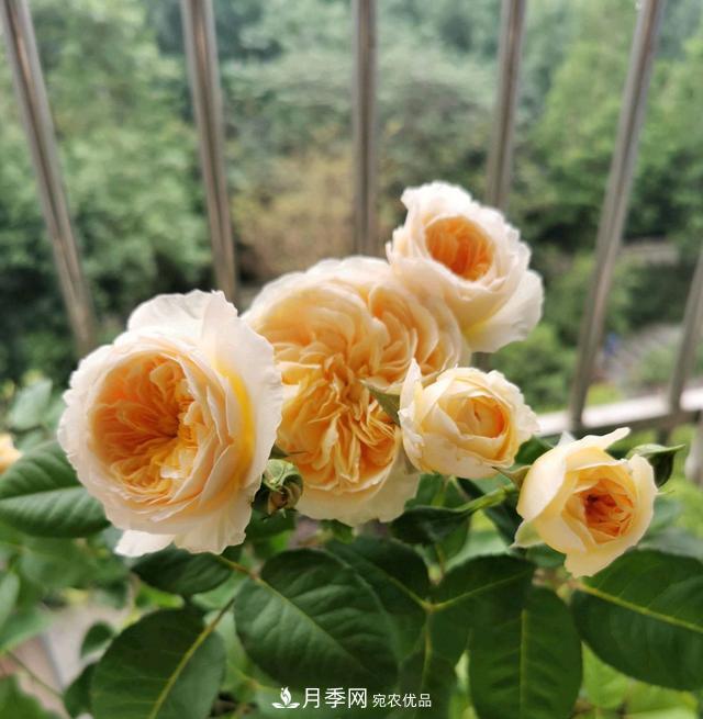 月季橫拉一個月了，就是不出粗筍，怎么辦？(圖5)