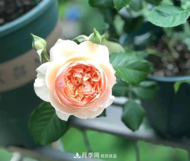 月季橫拉一個月了，就是不出粗筍，怎么辦？(圖4)