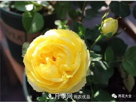 花期***長(zhǎng)的10種月季，種一棵賞大半年(圖3)