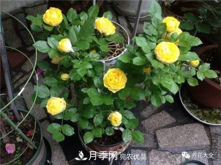 花期***長(zhǎng)的10種月季，種一棵賞大半年(圖4)