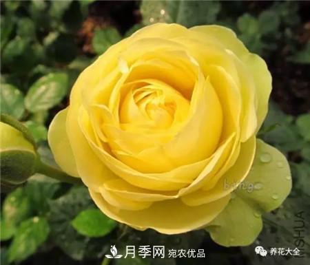 花期***長(zhǎng)的10種月季，種一棵賞大半年(圖1)