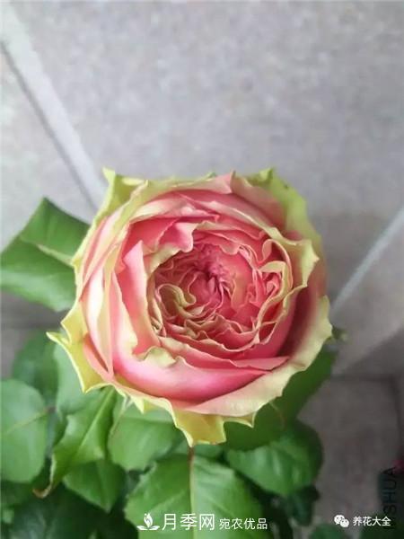 花期***長(zhǎng)的10種月季，種一棵賞大半年(圖7)