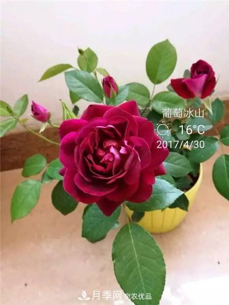 花期***長(zhǎng)的10種月季，種一棵賞大半年(圖10)