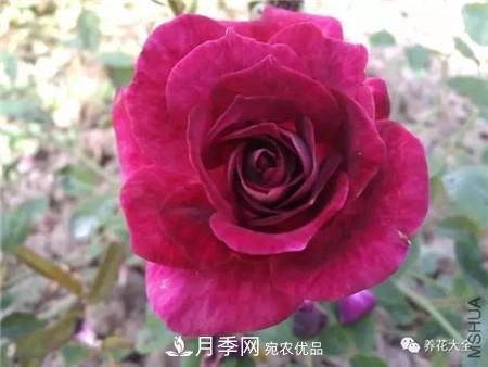 花期***長(zhǎng)的10種月季，種一棵賞大半年(圖9)