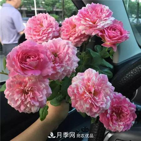 花期***長(zhǎng)的10種月季，種一棵賞大半年(圖14)