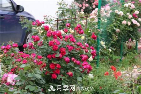 花期***長(zhǎng)的10種月季，種一棵賞大半年(圖12)