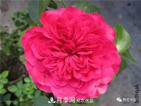 花期***長(zhǎng)的10種月季，種一棵賞大半年(圖11)