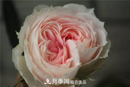 花期***長(zhǎng)的10種月季，種一棵賞大半年(圖15)