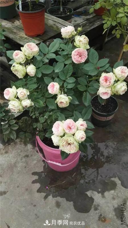花期***長(zhǎng)的10種月季，種一棵賞大半年(圖16)
